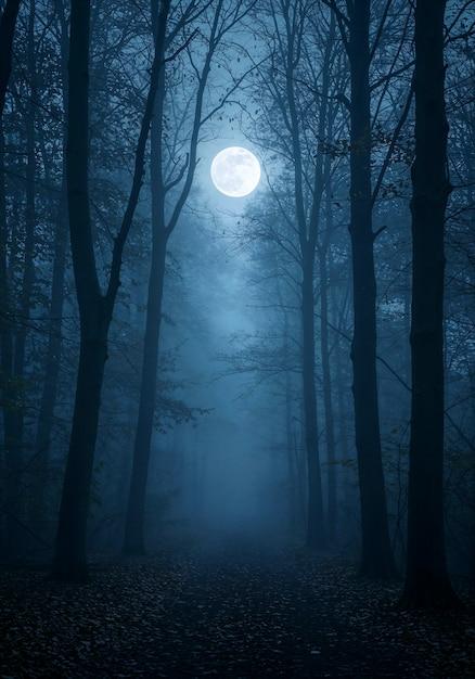 Las nocą przy księżycu